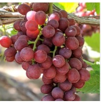 Flame Grapes (Seedless, from Maharastra)